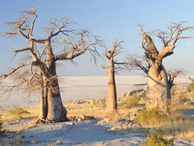 Makgadikgadi Salt Pans